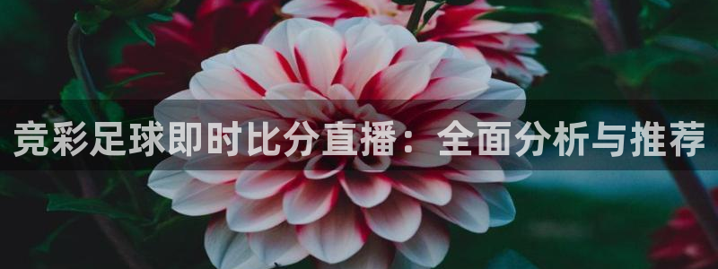 袋鼠直播体育在线观看：竞彩足球即时比分直播：全面分析与推荐